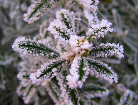 Leaf encrusted in ice crystals 